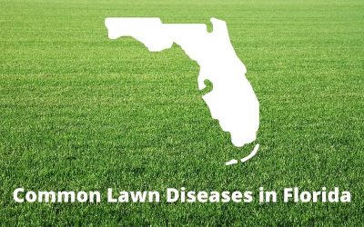 Common-Lawn-Diseases-in-Florida.jpg