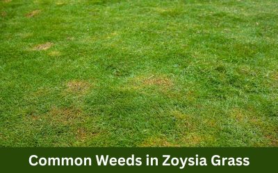 Common_Weeds_in_Zoysia_Grass.png.jpg