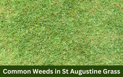 Common_Weeds_in_St_Augustine_Grass.png.jpg