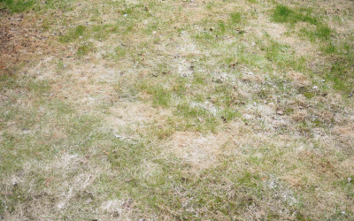 Why-is-My-Grass-White.png