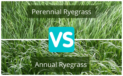 Perennial-Ryegrass-vs.-Annual-Ryegrass.png