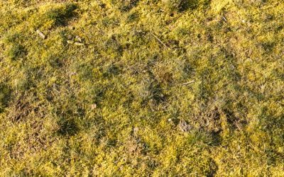 Reseeding_a_Moss_Covered_Lawn.png.jpg