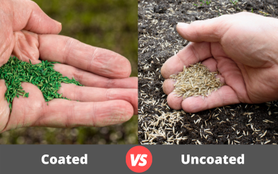 Coated-Grass-Seed-Vs-Uncoated.png