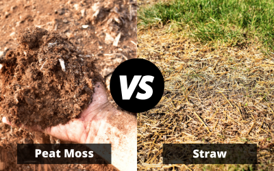 Peat-Moss-or-Straw-for-Grass-Seed.png