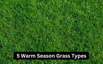 Warm_Season_Grass_Types.png.jpg