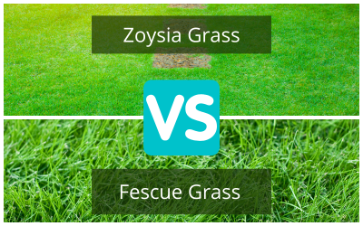 Zoysia-Grass-vs-Fescue-Grass.png