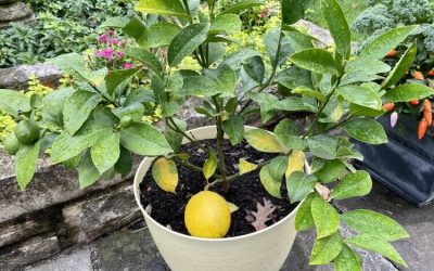 a-quelle-frequence-devez-vous-arroser-une-plante-de-citronnier