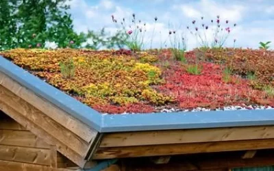 choisir-la-meilleure-plante-pour-un-toit-terrasse