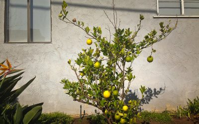 citronier malade