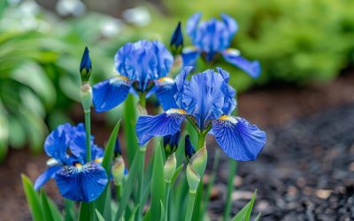 Comment cultiver et entretenir l’iris bleu dans votre jardin?