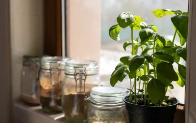 Comment éclairer efficacement votre plante d'intérieur ?