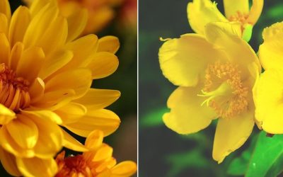 Comment identifier et cultiver des fleurs jaunes sauvages dans votre jardin?