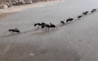 comment-se-debarrasser-des-fourmis
