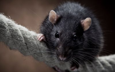 Comment se débarrasser des rats avec une recette de grand-mère éprouvée ?
