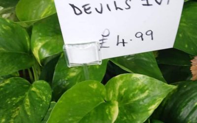 https-www-gardenerreport-com-how-to-save-a-pothos-plant-with-yellow-leaves
