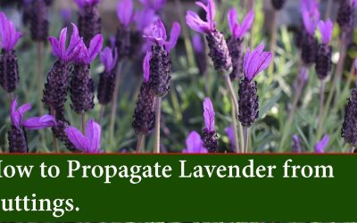 https-www-gardenerreport-com-why-is-my-lavender-woody