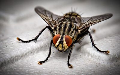 Faire un anti mouche naturel à la maison - Habitats Durables