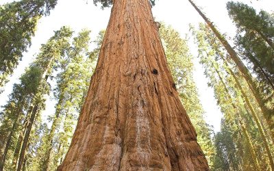 quelle-est-la-hauteur-des-sequoias